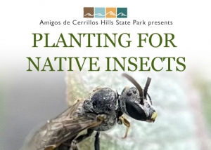 Planting for Native Insects